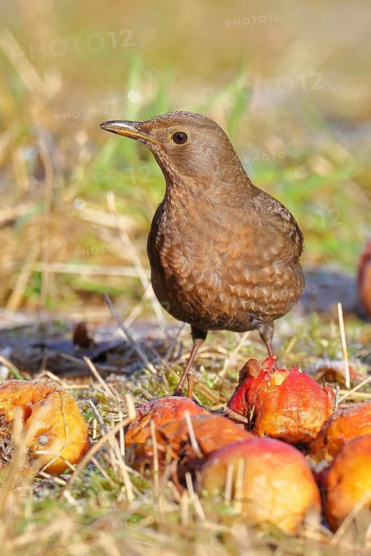 Blackbird (Turdus merula), female, sitting among fallen fruit, apples, in an orchard meadow, Wilnsdorf, North Rhine-Westphalia, Germany
