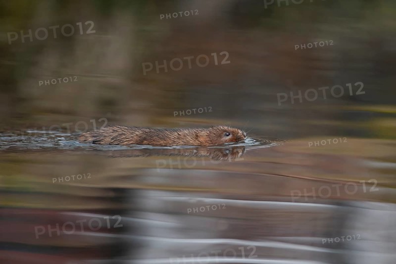 Water vole (Arvicola amphibius) adult rodent mammal swimming across a river, England, United Kingdom