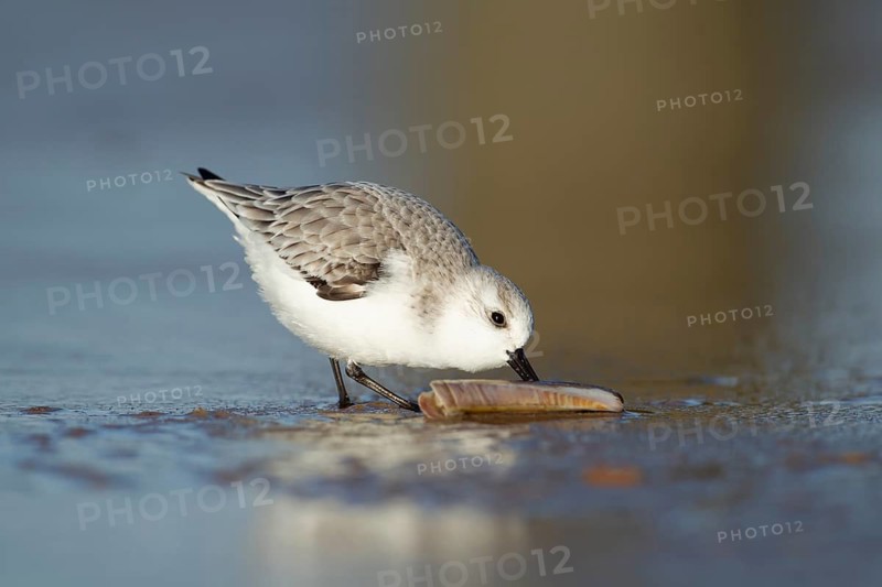 Sanderling (Calidris alba) adult wading bird in winter plumage feeding on a razorshell on a beach, Suffolk, England, United Kingdom