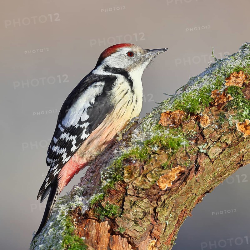 Middle Spotted Woodpecker (Dendrocopos medius), perched on a moss-covered branch, Wilnsdorf, North Rhine-Westphalia, Germany