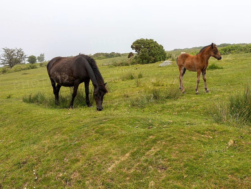Mare and foal Dartmoor ponies grazing on moorland, Venford, Dartmoor National Park, Devon, England, UK