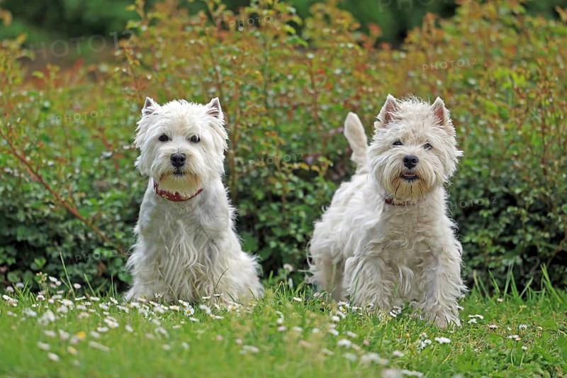 West Highland Terrier, Dortmund, North Rhine-Westphalia, Germany