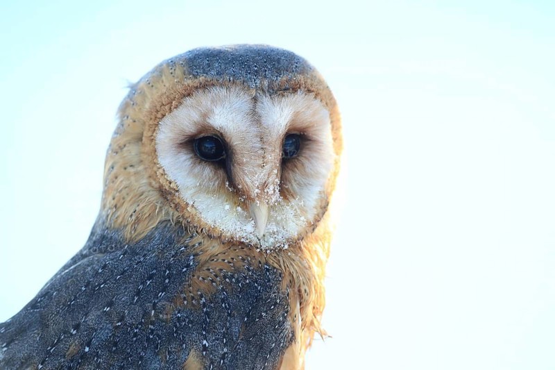 Barn owl perched on a tree trunk, a close-up of a barn owl against a clear sky, showing detailed plumage and large, dark eyes, barn owl (Tyto alba), adult, alert, in winter, portrait, Bohemian Forest, Czech Republic