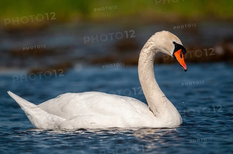 Cygnus olor, mute swan, anatidae, birds, duckbirds, cusp swan, swans, swans, birds, waterbirds