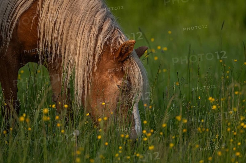A brown horse eats grass in a green field. There are yellow flowers all around him. The sun is low in the sky and illuminates the surrounding area