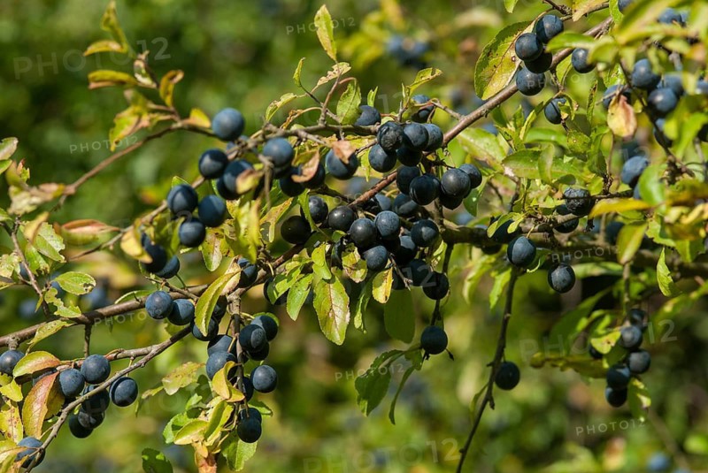 German acacia, hedthorn, Prunus spinosa, rosaceae, rose family, sour plum, sloe, blackthorn, blackthorn, flora, plants, plants, sloe