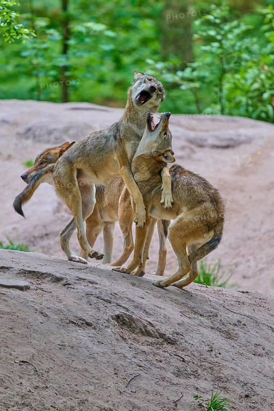 Two wolves interact energetically in a sandy woodland area, summer, wolf (Canis lupus), Germany