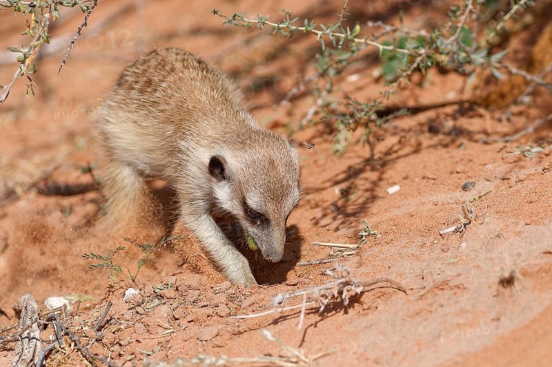 Meerkat (Suricata suricatta) with a fly in flight, adult suricate feeding on prey, digging in the sand, in search of food, Kgalagadi Transfrontier Park, Northern Cape, South Africa