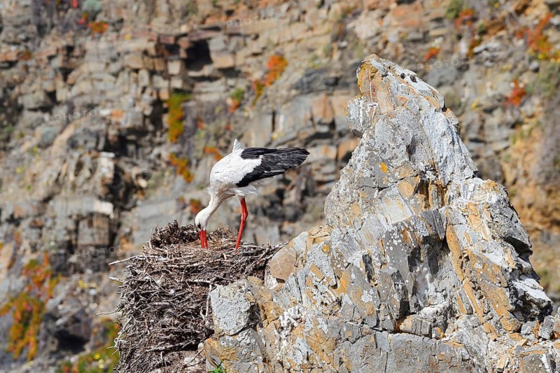 A white stork (Ciconia ciconia) stands on a nest on the rocky coast, Parque Natural do Sudoeste Alentejano e Costa Vicentina, Alentejo, Portugal