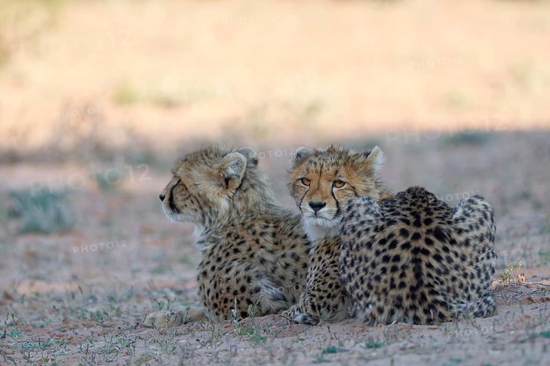 Cheetahs (Acinonyx jubatus), two cubs, lying in the dry grassland, looking around, alert, golden evening light, Kgalagadi Transfrontier Park, Northern Cape, South Africa