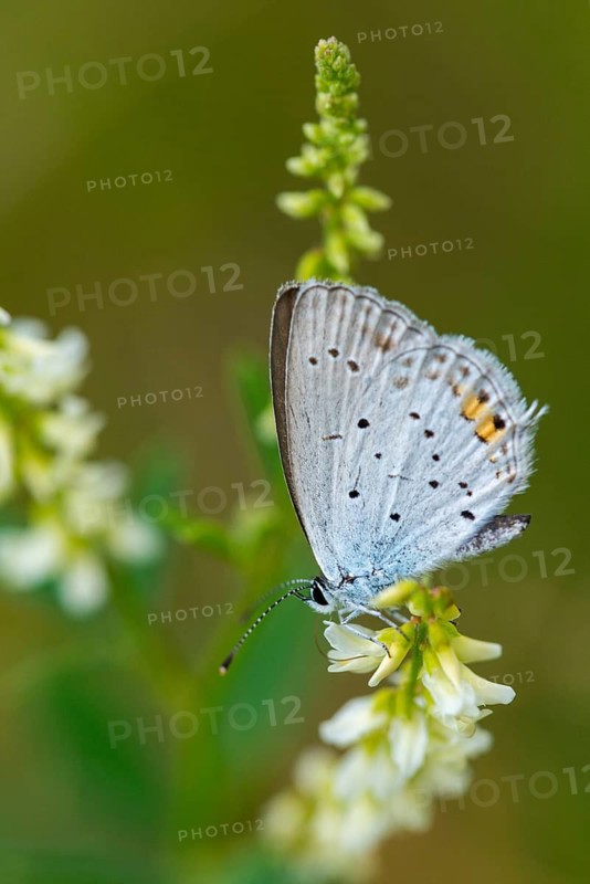 Cupid argiades, short-tailed blue, butterfly, high size, portrait format, insects, butterfly, short-tailed blue, butterflies, tailed cupid