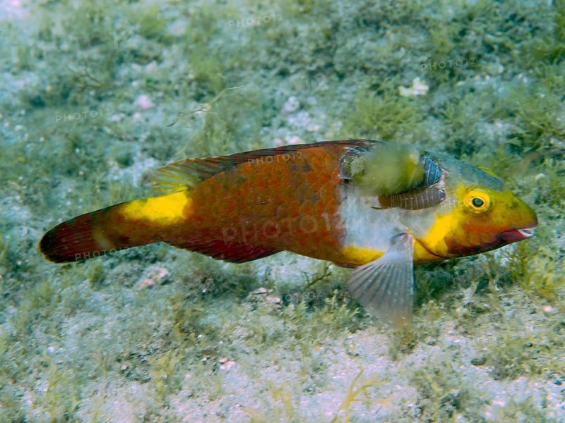 A Mediterranean parrotfish (Sparisoma cretense) with yellow and brown hues swims amongst aquatic plants, two fish lice (Anilocra), parasites, have attached themselves to it, dive site: Risco Verde, Arinaga, Gran Canaria, Spain, Europe, Atlantic Ocean