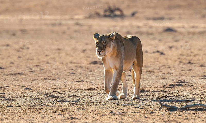 Lioness (Panthera leo) walking on dry ground, Kgalagadi Transfrontier National Park, Northern Cape, South Africa