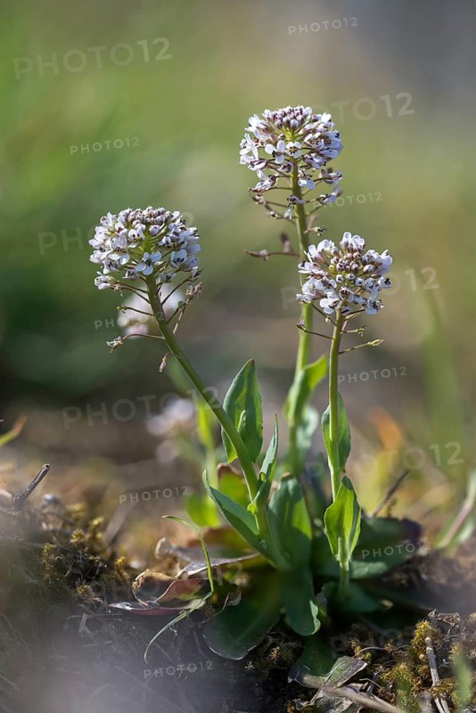 Alpine hellerkraut, brassicaceae, mountain shellwort, mountain stalk, cruciferous vegetables, noccaea caerulescens, thlaspi caerulescens, flora, high size, vertical format, plants, plants
