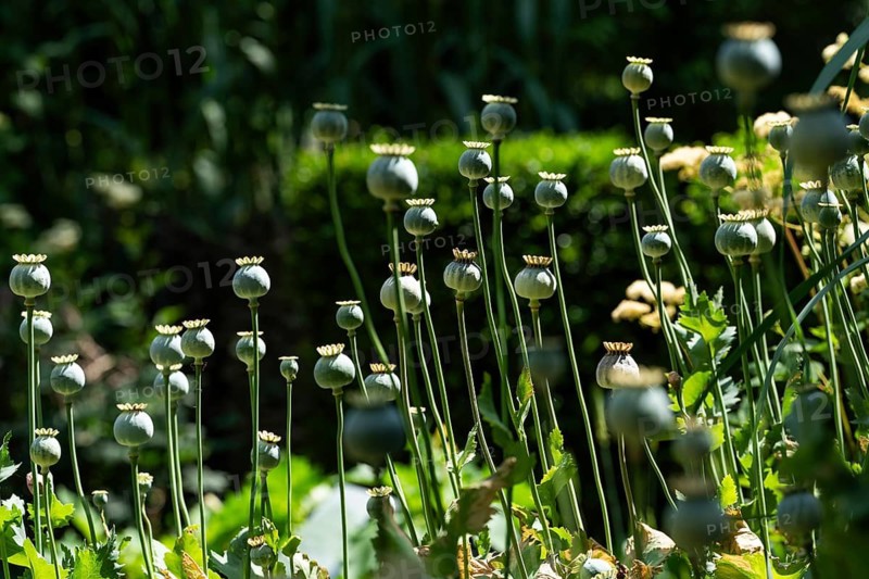 Poppy capsules, Chelsea Physic Garden, historic botanical garden, oldest botanical garden in London, founded in 1673 by the Worshipful Society of Apothecaries, Chelsea, England, Great Britain