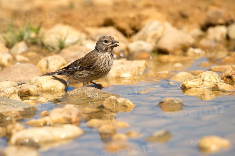Acanthis cannabina, bloodbird, linaria cannabina, linnet, bath, bird bath, birds, female, hänfling, passeri, songbirds, potion, birdbath, birds, watering place, female