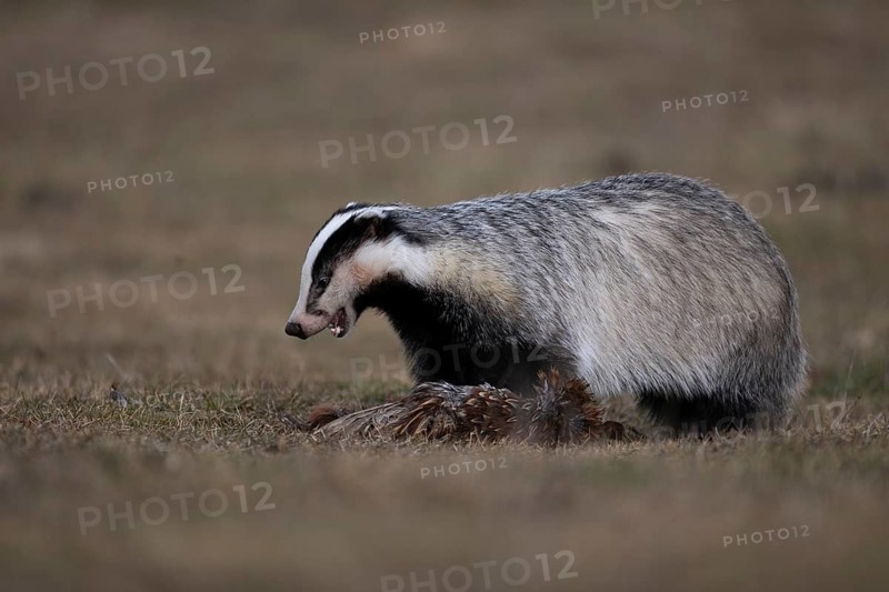 European badger (Meles meles), Bitburg, Rhineland-Palatinate, Germany