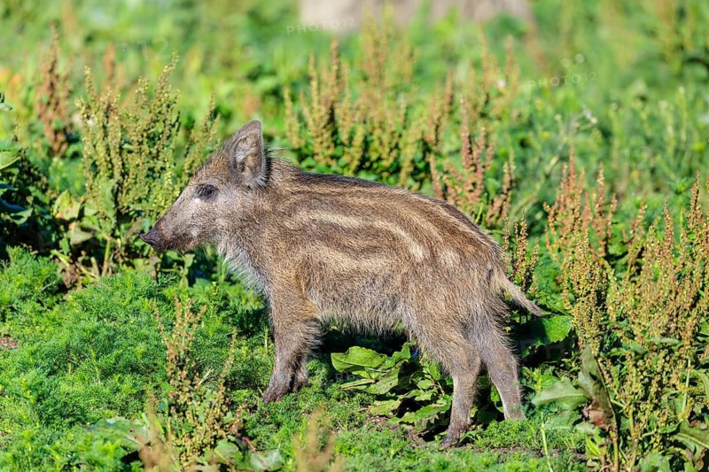 A wild boar piglet (Sus scrofa) stands in a green clearing on a sunny day. Bavaria, Germany
