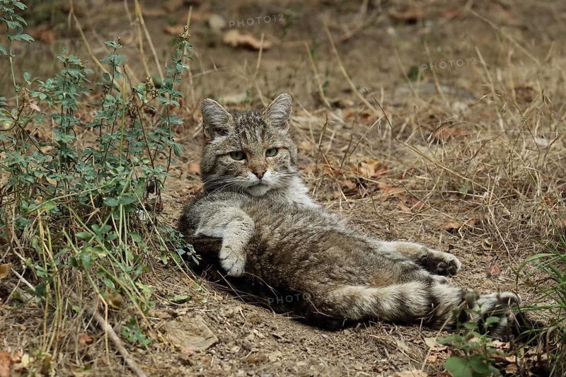 A wildcat lies relaxed on the ground with a curious, calm expression, European wildcat (Felis silvestris), alert, in captivity, Bavaria, Germany