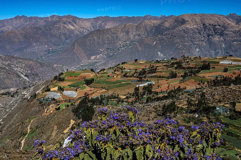 Mountain landscape with Andean lupin (Lupinus mutabilis) in bloom, featuring small fields and houses set against the Cordillera Negra mountain range, Andes, northern Peru, Peru, South America