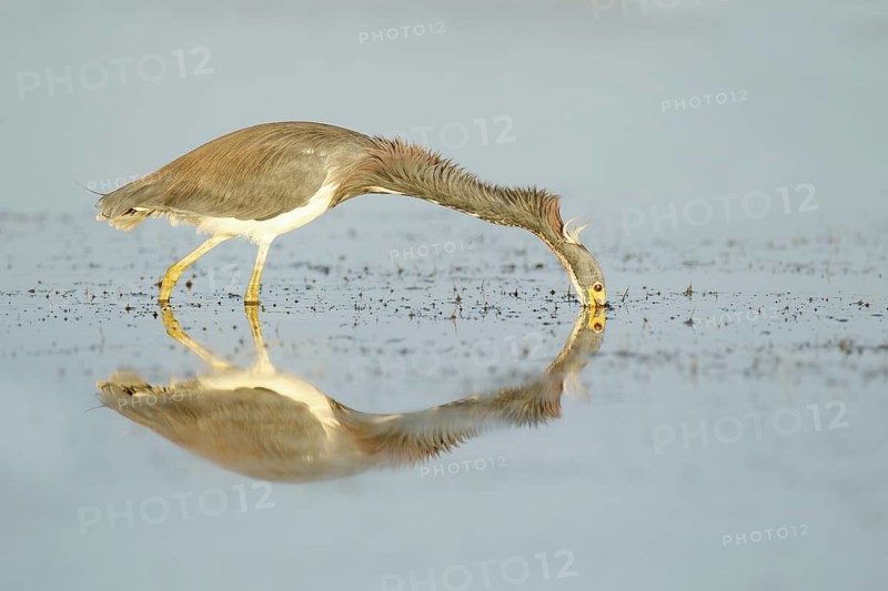 Tricolored Heron (Egretta tricolor), Florida, USA