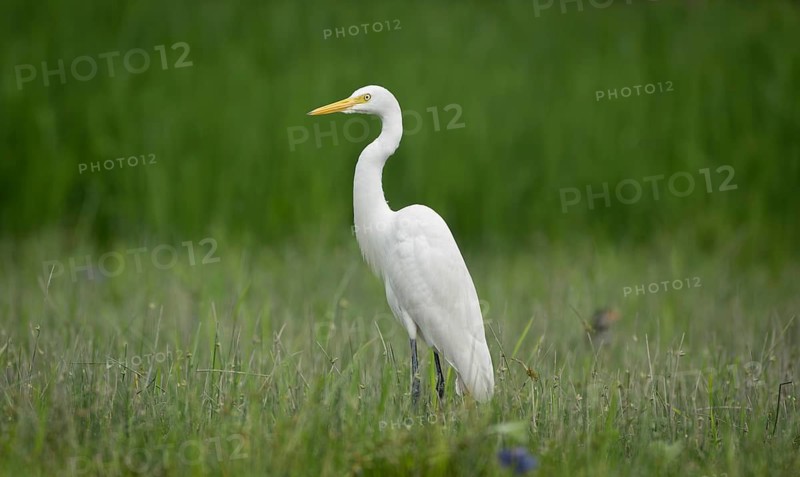 Great Egret (Ardea alba) standing alertly in a green field, Sreepur, Gazipur, Bangladesh