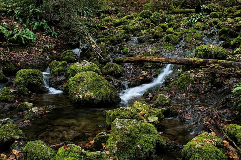 Urach Waterfall, A quiet forest stream with moss-covered rocks and autumn colors, Kleine Ohe, stream in the forest between rocks covered with moss, Bavarian Forest National Park, Bavaria, Germany, A small stream flows through a moss-covered forest with autumn leaves and gentle waterfall, Kleine Ohe, stream in the forest between rocks covered with moss, autumn, Bad Urach, Maisental, Germany