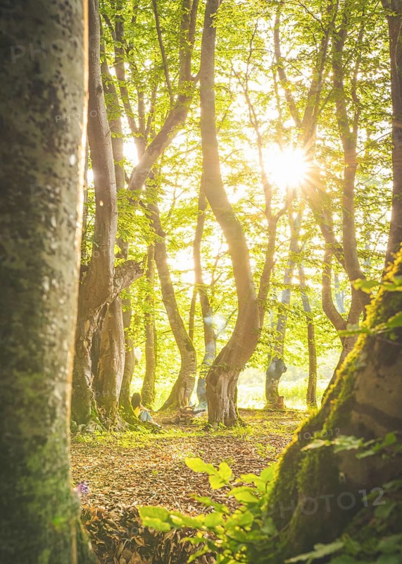 Girl from distance sits by beautiful trees in the forest morning sunburst in the background. Tbilisi national park. Georgia