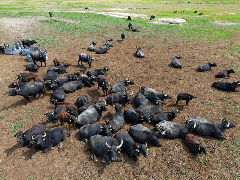 Buffalo herd lying relaxed on a wide meadow under the open sky, aerial view, water buffalo, Hortobagy National Park, Hortobágyi Nemzeti Park, Hortobágyi Csillagoségbolt Park, Puszta, steppe area, UNESCO biosphere reserve, Hungary