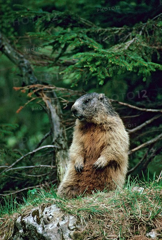 Marmot, marmota marmota, rodents, rodentia, high size, portrait, mammals, rodents, mammals