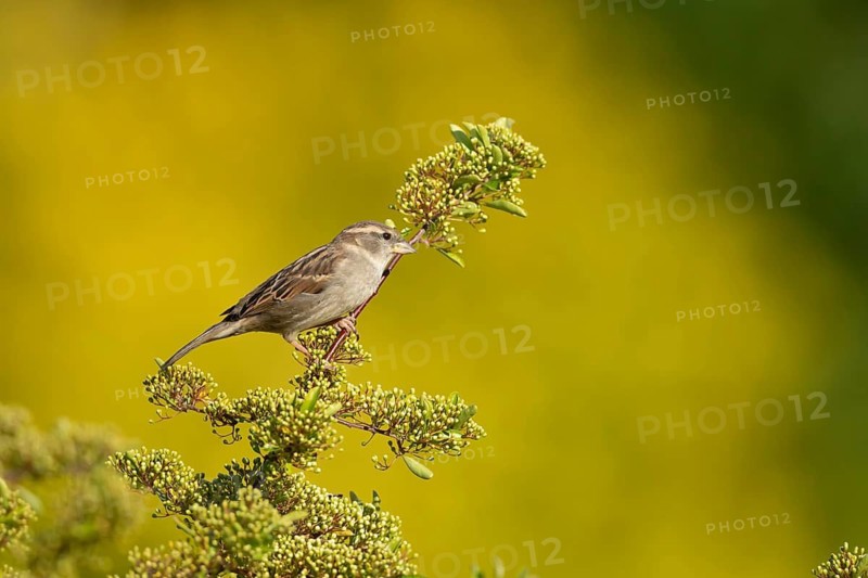 House sparrow (Passer domesticus) adult female bird on a garden Pyracantha tree, Suffolk, England, United Kingdom