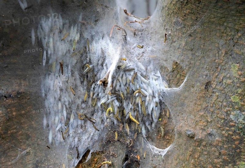 Caterpillars and pupal cocoon, spindle ermine moth caterpillars, Yponomeuta cagnagella, Suffolk, England, UK