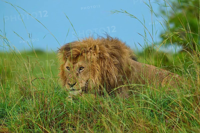 A lion crouches hidden in the tall grass on a safari, lion (Panthera leo), Masai Mara National Reserve, Narok County, Kenya