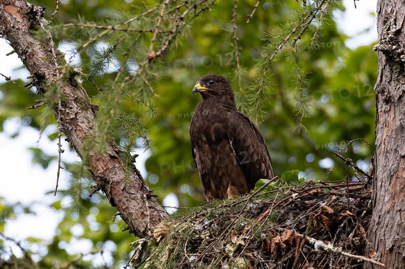 Honey buzzard (Pernis apivorus), a fledgling standing on the edge of its nest on a larch tree in a sunny, green forest in summer, Hesse, Germany
