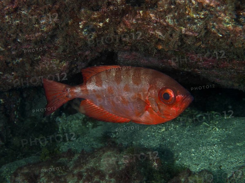 A red big-eyed perch, or glass-eyed perch (Heteropriacanthus cruentatus), rests in the shade of a rock, sheltered in an underwater cave, at the El Cabron Marine Protected Area dive site, Arinaga, Gran Canaria, Spain, Europe, Atlantic Ocean