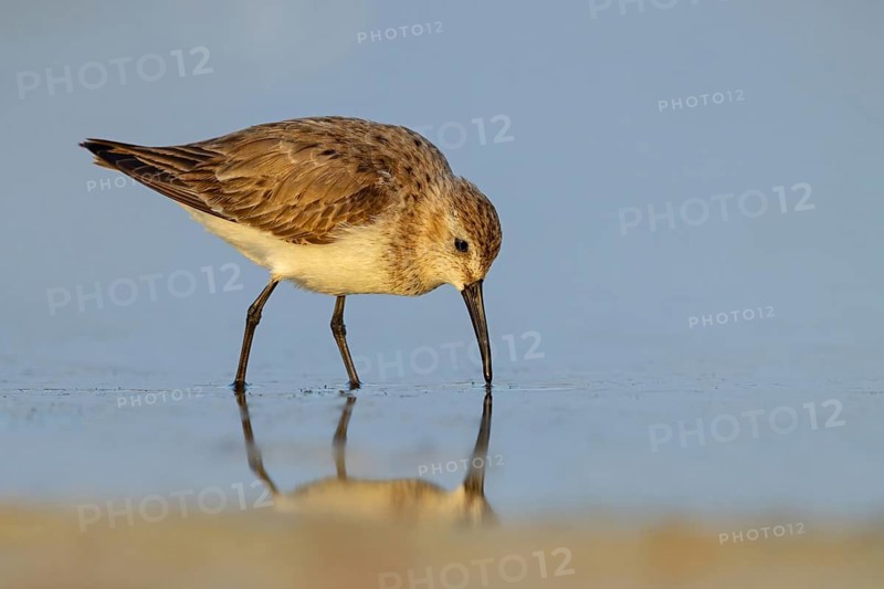 Animal, Animals, Bird, Birds, dunlin (Calidris alpina), Snipe bird, East Khawr / Khawr Ad Dahariz, Heligoland, Schleswig-Holstein, Federal Republic of Germany