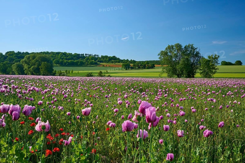 A field of pink poppies, set against a backdrop of green countryside and trees under a blue sky, opium poppy (Papaver somniferum), Zellingen, Main-Franconia, Lower Franconia, Bavaria, Germany
