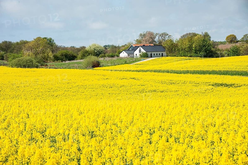 Landscape with fields of yellow flowering rapeseed and with farm in the background in Ystad municipality, Skåne county, Sweden, Scandinavia