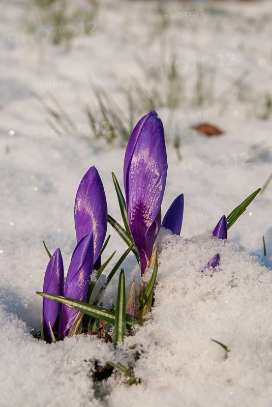 Crocus hybrid, crocus, flora, spring, high size, portrait, plants, snow, snow, spring