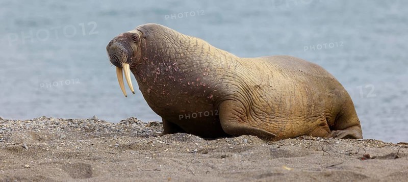 Walrus, (Odobenus rosmarus), (Trichechus rosmarus), animals, mammals, Spitsbergen, Longyearbyen, Svalbard Spitsbergen, Norway