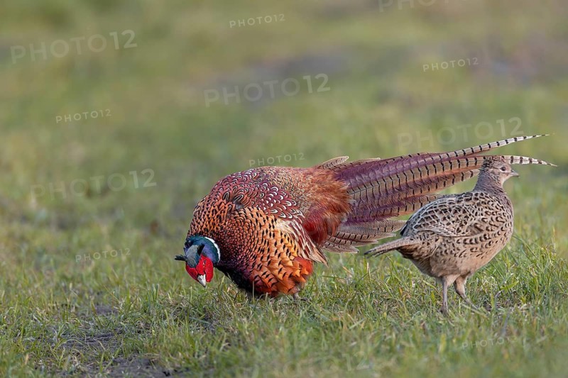 During the side display, the male pheasant (Phasianus colchicus) shows the hen his tail feathers spread out to the side, courtship ritual, courtship, mating season, colourful, spring, April, Germany
