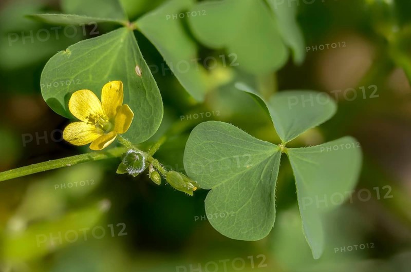 Upright sorrel, oxalidaceae, oxalis stricta, oxalis europaea, oxalis fontana, sorrel, sour clover, stiff sorrel, common yellow oxalis, flora, lemon clover, plants, upright yellow sorrel, yellow woodsorrel