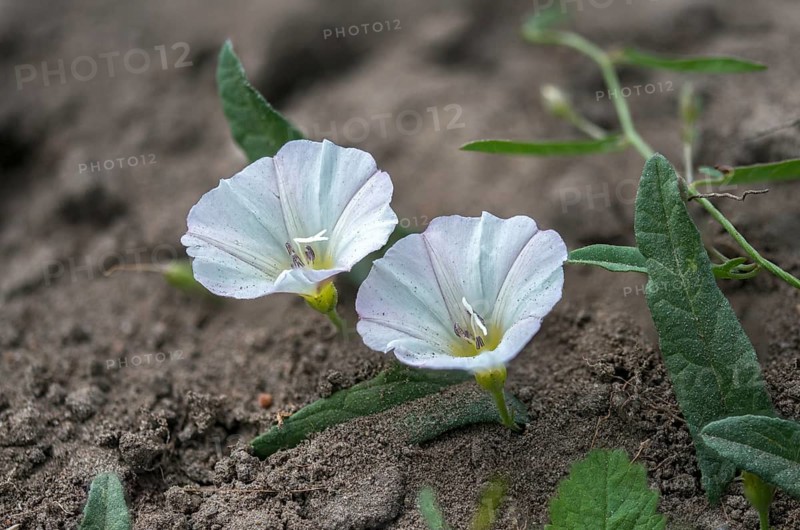 Field Winds, Convolvulaceae, Convolvulus Arvensis, Winch, Field Bindweed, Flora, Plants, Winds