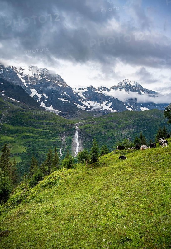 Alpine meadow with a herd of yaks (Bos mutus), picturesque mountain landscape with Schmadribach Falls waterfall, Breithorn mountain peak, Bernese Alps, Bernese Oberland, Switzerland