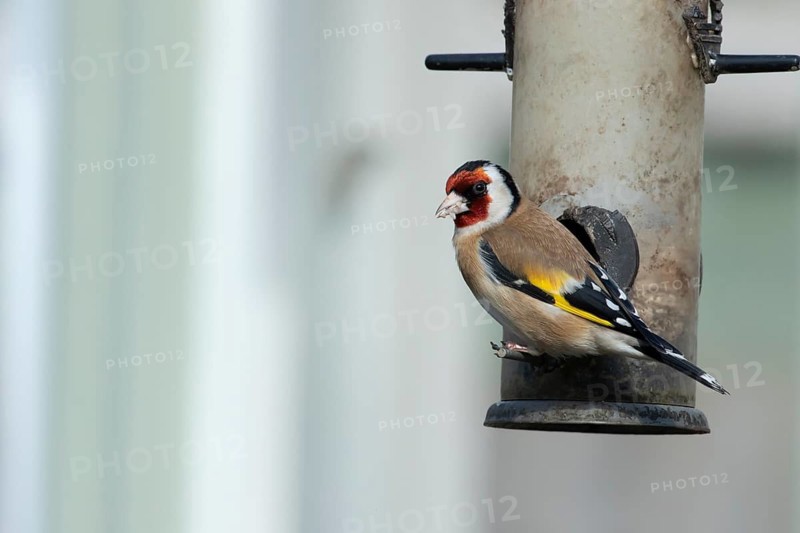 European goldfinch (Carduelis carduelis) adult bird on a garden bird feeder, Suffolk, England, United Kingdom