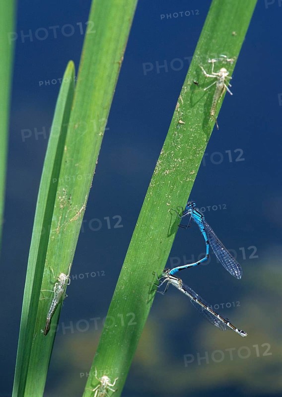 Mug azure maiden, common blue damselfly, enallagma cyathigerum, northern flower, couple, damselflies, dragonflies, exuvia, female, high size, portrait format, insects, leo, dragonflies, male, odonata, mating chain, female, zygoptera
