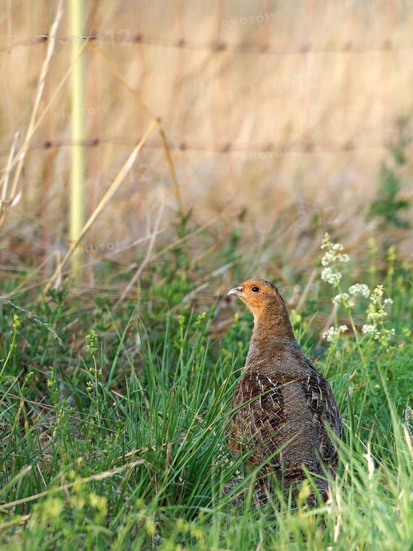 Partridge (Perdix perdix) in a meadow, a symbolic image of habitat loss, Solms, Hesse, Germany
