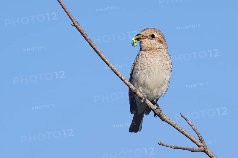 Red-backed Shrike (Lanius collurio), female with prey in its beak, North Rhine-Westphalia, Germany