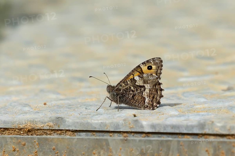 Grayling butterfly (Hipparchia semele) adult insect resting on metalwork in summer, Suffolk, England, United Kingdom
