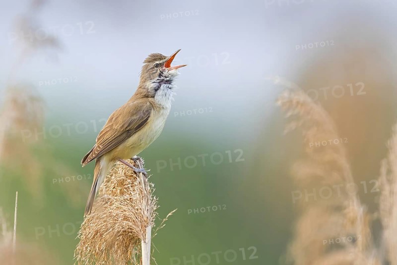 Reed warbler, (Acrocephalus arundinaceus), reedbed perch, biotope, habitat, animals, birds, songbird, reed warbler genus, Lobau, Vienna, Donaustadt, Vienna, Austria